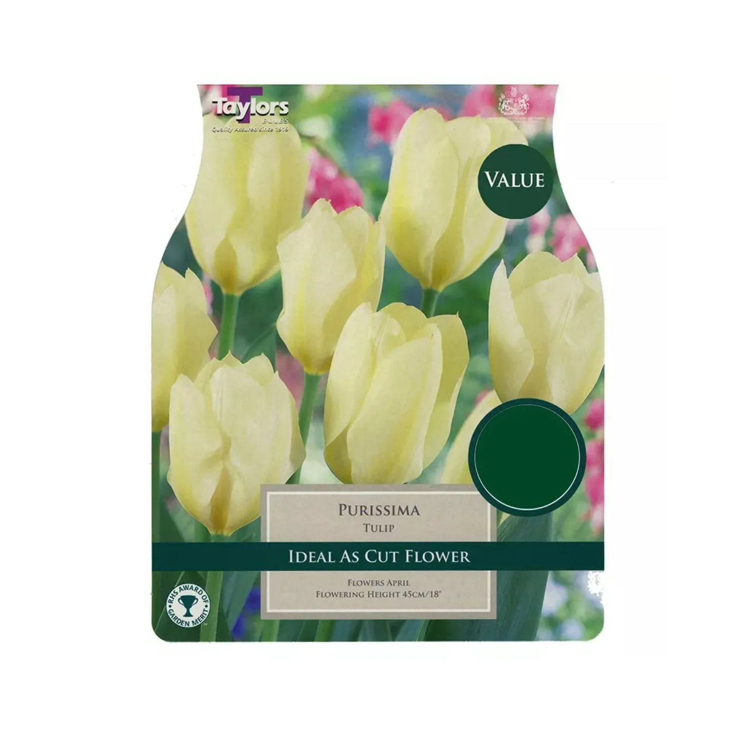 Taylors 18 Tulip Purissima Bulbs